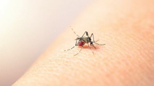 Dengue: ya son 875 casos en la provincia