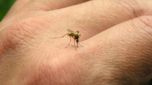 El Ministerio de Salud confirmó la muerte de una mujer por dengue