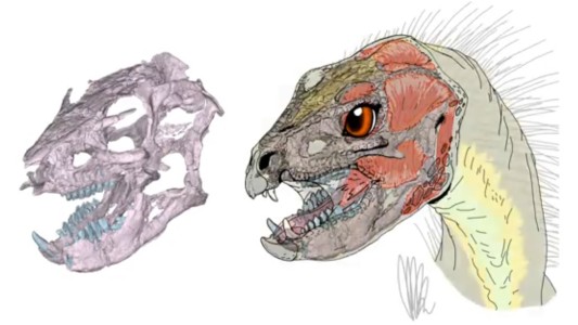 Video: reconstruyeron en 3D el cráneo de un dinosaurio jurásico que habitó la Patagonia