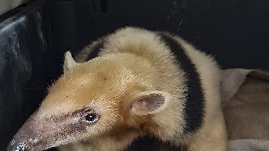 Rescataron un oso hormiguero del tráfico ilegal en estado crítico