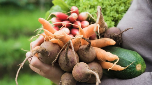 Último día para inscribirse en el programa La Huerta en tu Hogar