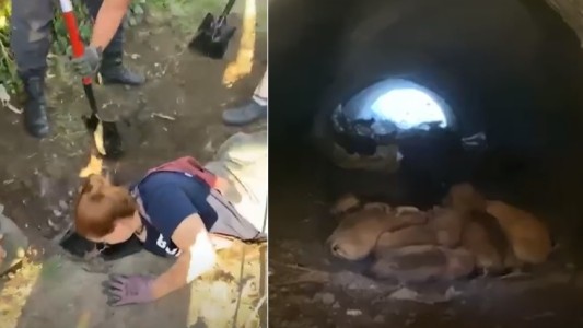 Una perra dio a luz en un desagüe pluvial: gran operativo de bomberos para un emotivo rescate