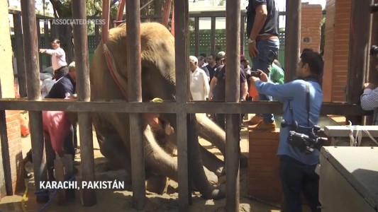 Eutanasia de una elefanta: se abrió un debate en Pakistán