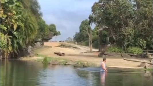 Video: se metió al agua para nadar con rinocerontes en un zoológico y lo detuvieron