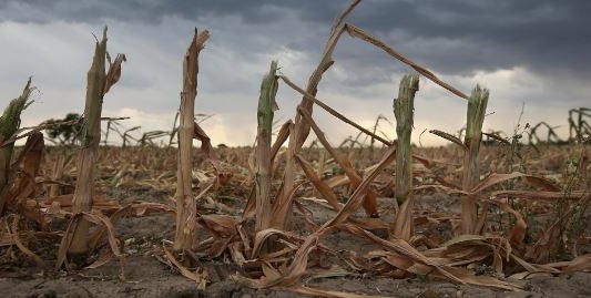 La superficie afectada por la sequía se redujo en 35,6 millones de hectáreas durante marzo