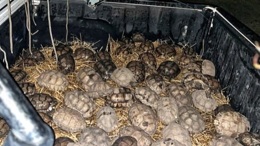 Trasladan a Tandil a 80 tortugas víctimas de presunto maltrato animal en Tres Arroyos