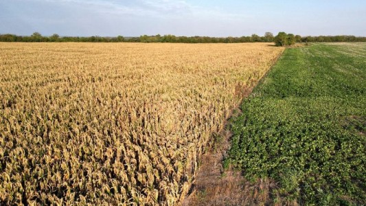 Los efectos de la sequía: Córdoba perderá cerca de 8.250 millones de dólares
