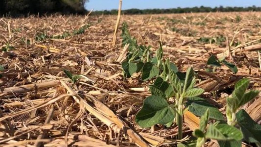 Por la sequía, declaran la emergencia agropecuaria en Córdoba y Neuquén