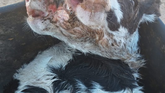 Nació un ternero de dos cabezas en la región