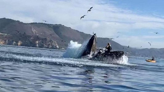 Video impactante: una ballena se tragó a dos turistas y los escupió