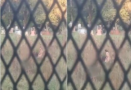 Escandaloso video: una pareja fue sorprendida teniendo sexo en un cementerio