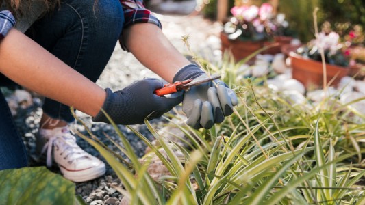 ¿Cómo cuidar el jardín en invierno?