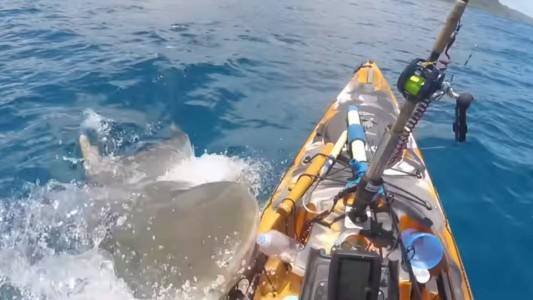 Impactante video: un tiburón tigre atacó a un pescador mientras estaba en su kayak
