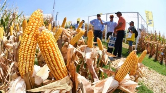 Está vigente el nuevo dólar agro: "Las medidas no benefician en nada", según la Sociedad Rural