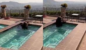 Video: un oso se bañó en una pileta y el pánico inundó la zona