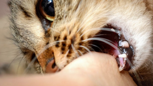 En el día del gato lo mordió uno callejero y terminó internado por una peligrosa bacteria