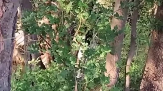 Video: terrorífico encuentro con “La Llorona”