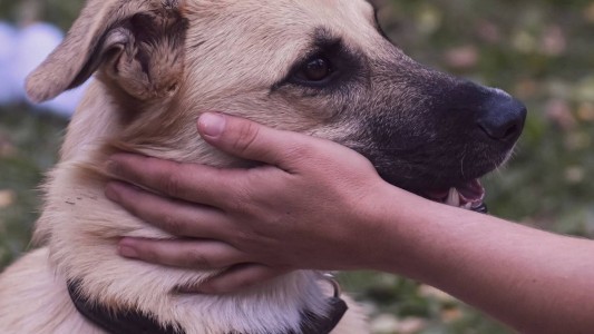 Emotivo Reencuentro: un perro se reencontró con su dueño tras 8 años y emocionaron a todos