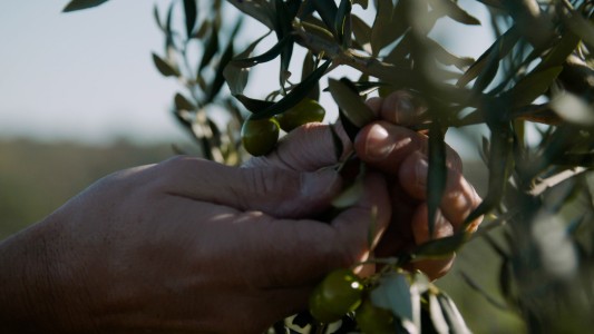 Verdicchio: Animarse a producir en familia