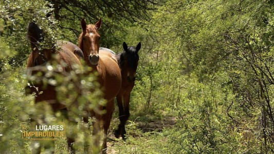 Vení a conocer el Dique Pichanas