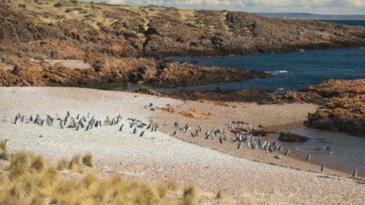 Lanzan PreViaje 5: tendría un tope de reintegro más alto