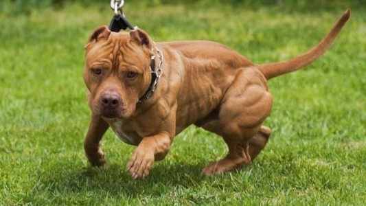 Un pitbull atacó a una nena de 12 años en Córdoba y la trasladaron al hospital con lesiones