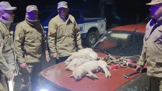 En Cruz del Eje se robaban un ternero y tres lechones en un Renault 12 y los paró la Policía