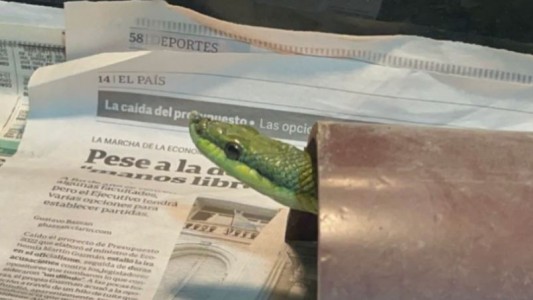 Lo demoraron por un control vehicular y le descubrieron un serpentario ilegal en su casa con especies venenosas