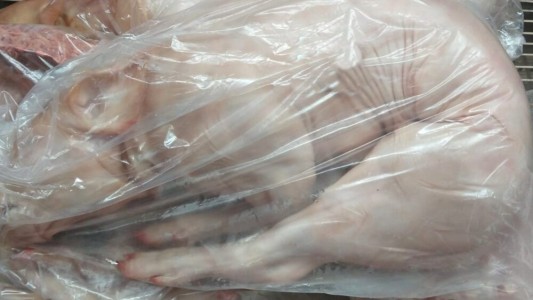 Insólito: guardaron un lechón en el freezer de las vacunas de un hospital de Tornquist