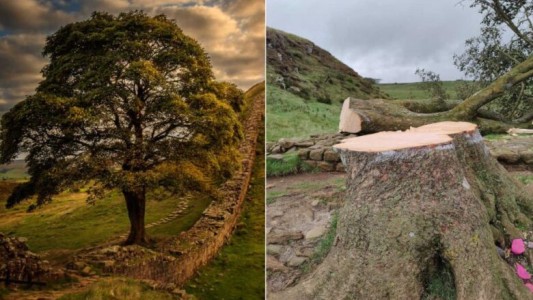 Talan el icónico árbol de Robin Hood en Inglaterra: "Fue un acto de vandalismo", afirman