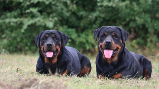 Perros peligrosos: aprobaron cambios a la normativa