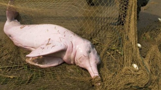 Cientos de delfines aparecen muertos por ola de calor en el Amazonas