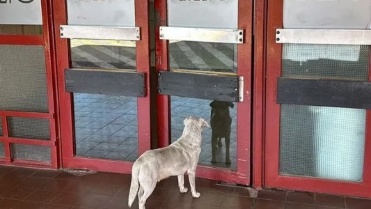 Fue detenido el presunto autor de matar al dueño de “Croto”, el perro de Urgencias