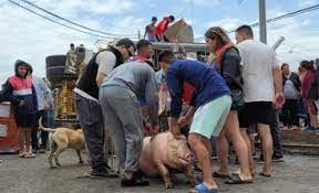 Volcó un camión con 200 chanchos en Jesús María y la gente se robó varios animales