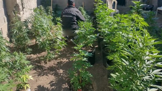 Tenían un “vivero” de marihuana en la casa y fueron descubiertos por casualidad