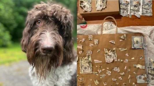 El perro se comió 4000 dólares