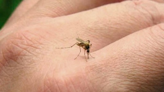 La diferencia de una picadura del mosquito del dengue con la de la encefalitis equina