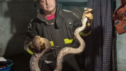 Córdoba: encontraron una serpiente de dos metros en una vivienda