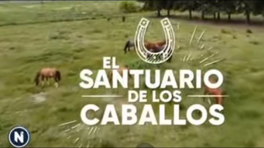 Llevaron a último momento a un nuevo refugio a los 131 caballos rescatados que iban a desalojar
