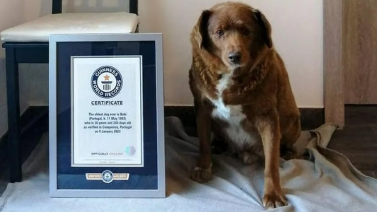 Guinness World Records le suspendió el título al perro más viejo del mundo: abrieron una investigación