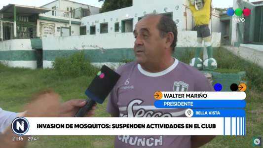 Invasión de mosquitos suspenden actividades en el club bella vista