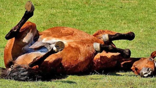 Se reportó el primer caso de encefalitis equina en humanos en Uruguay