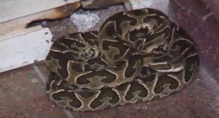 Una yarará apareció a metros del Monumento a la Bandera