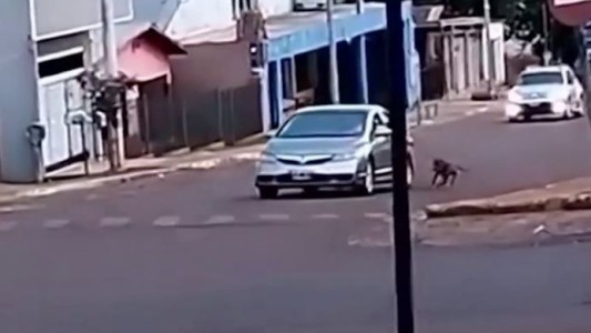 Misiones: un hombre arrastró a su perro atado a una soga mientras manejaba