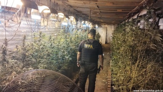 Desbarataron un invernadero de marihuana valuado en 65 millones de pesos
