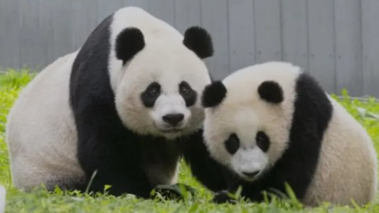 "Diplomacia de pandas": China mandará más animales a Estados Unidos