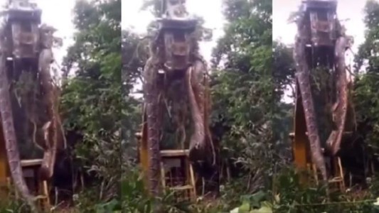 Brasil: encontraron una anaconda de casi 450 kilos y 10 metros de largo