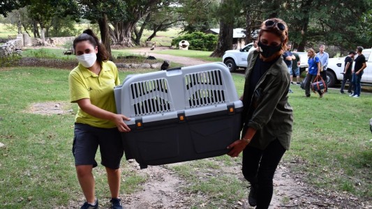 Córdoba: trasladaron a tres monos rescatados del cautiverio ilegal