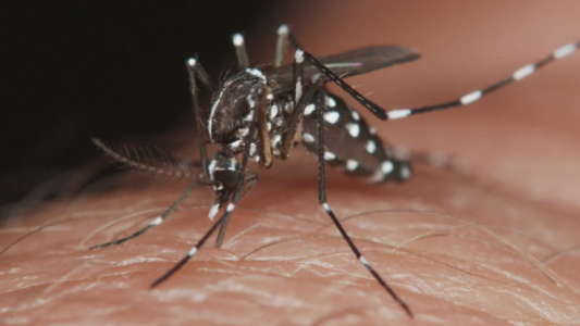 Dengue: se confirmaron dos fallecimientos en la provincia