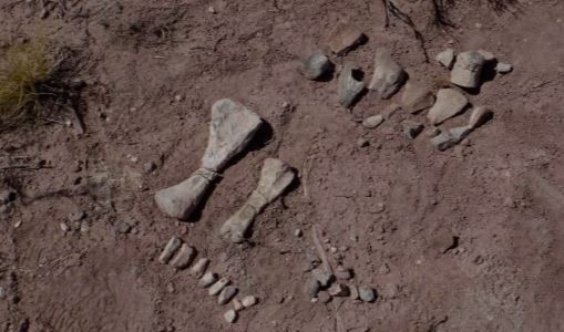 Hallaron unos cien huesos de pequeños dinosaurios en Neuquén y estudian si era una "guardería"